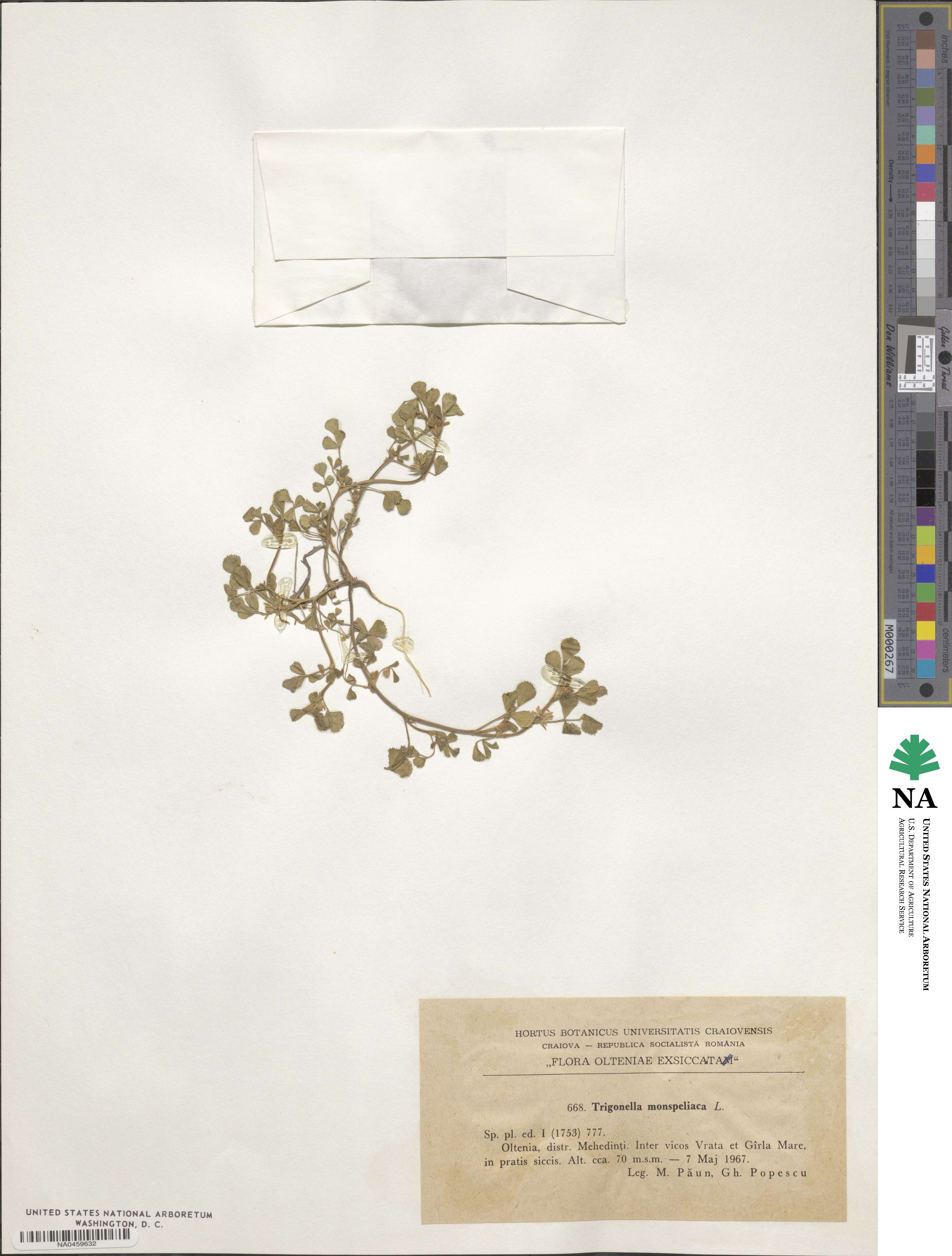 Medicago monspeliaca image