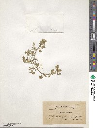 Medicago monspeliaca image