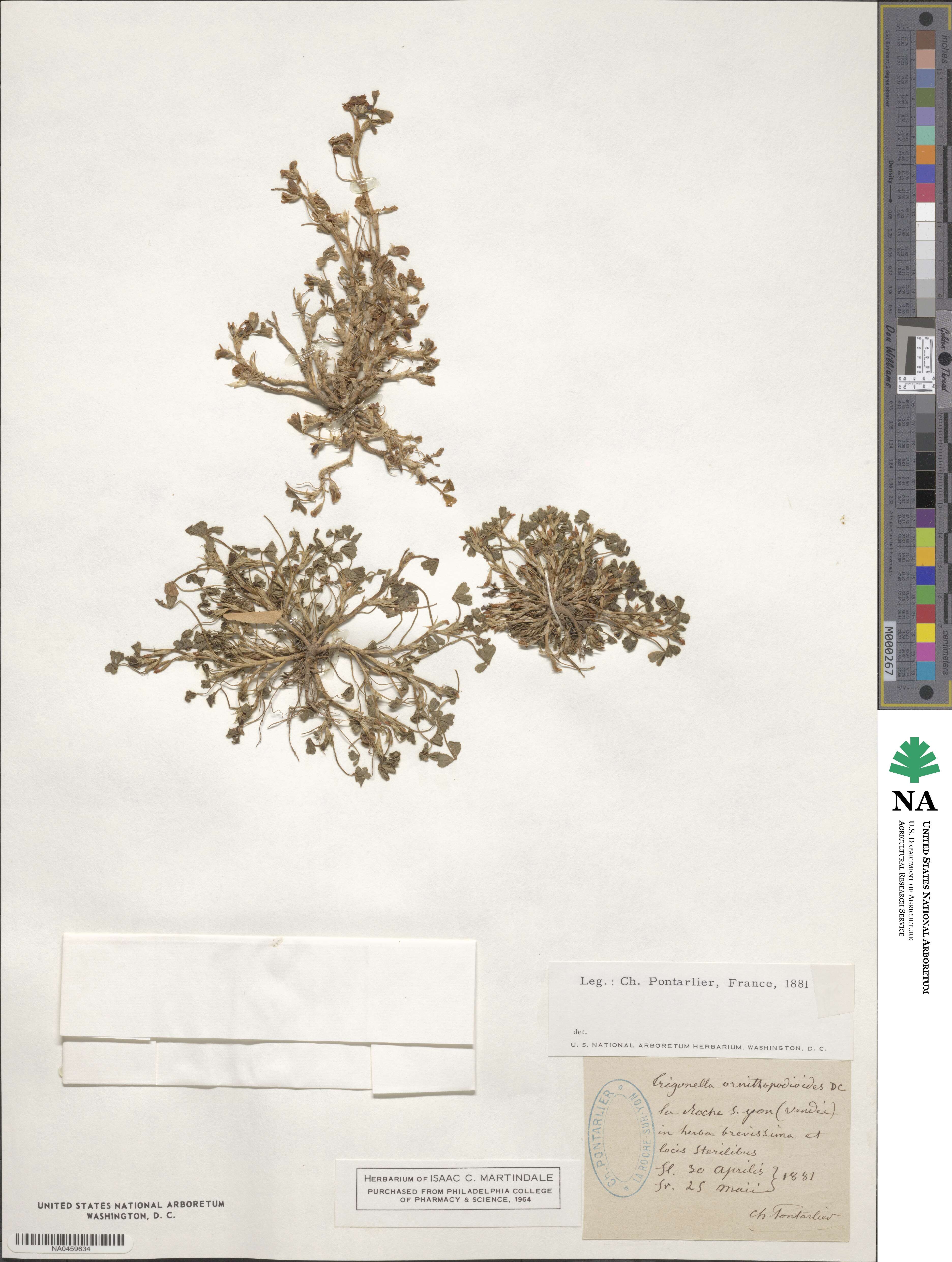 Trifolium ornithopodioides image