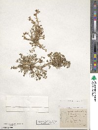 Trifolium ornithopodioides image