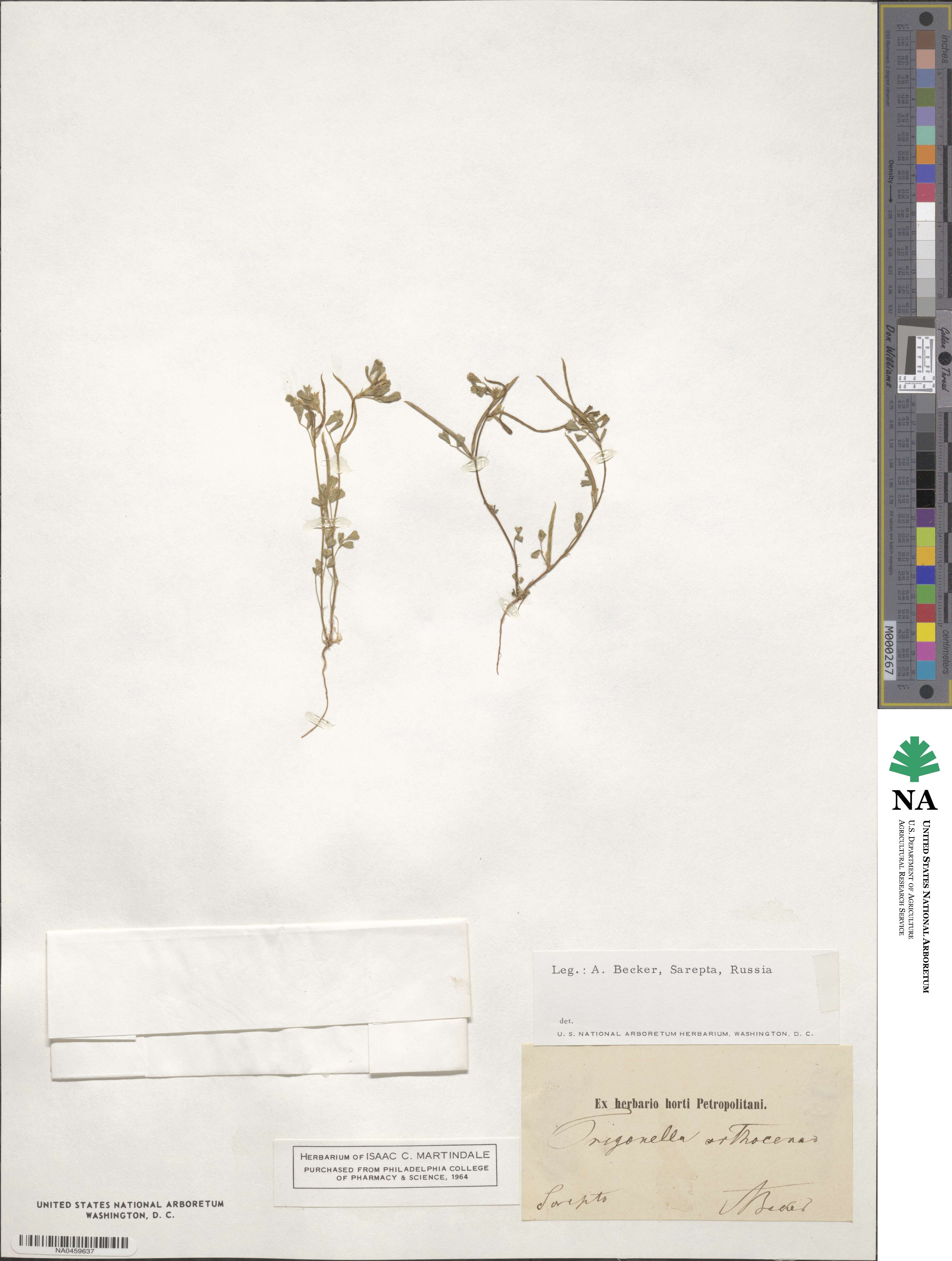 Trifolium ornithopodioides image