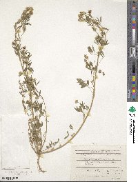 Trigonella procumbens image