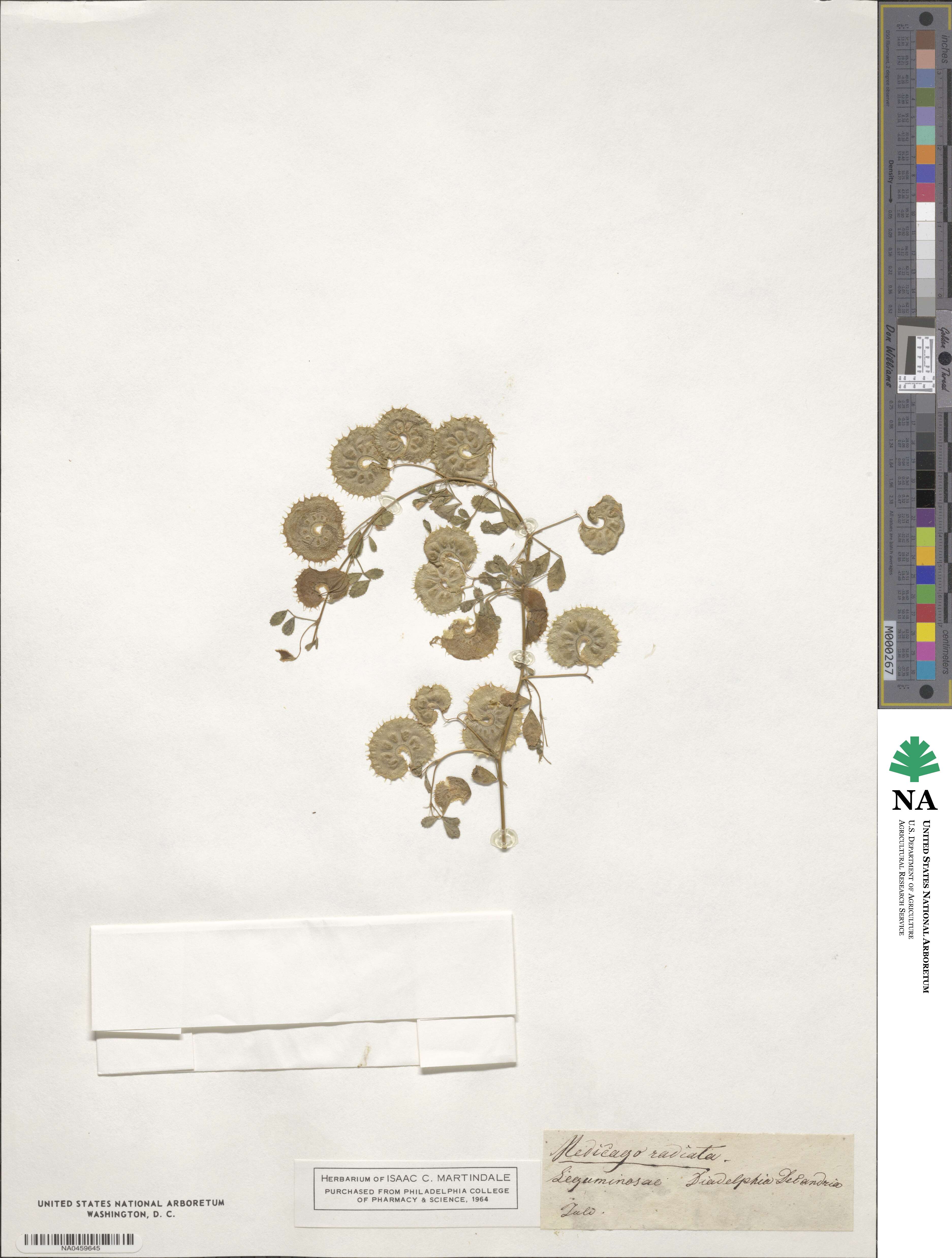 Medicago radiata image