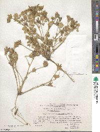 Trigonella coerulescens image