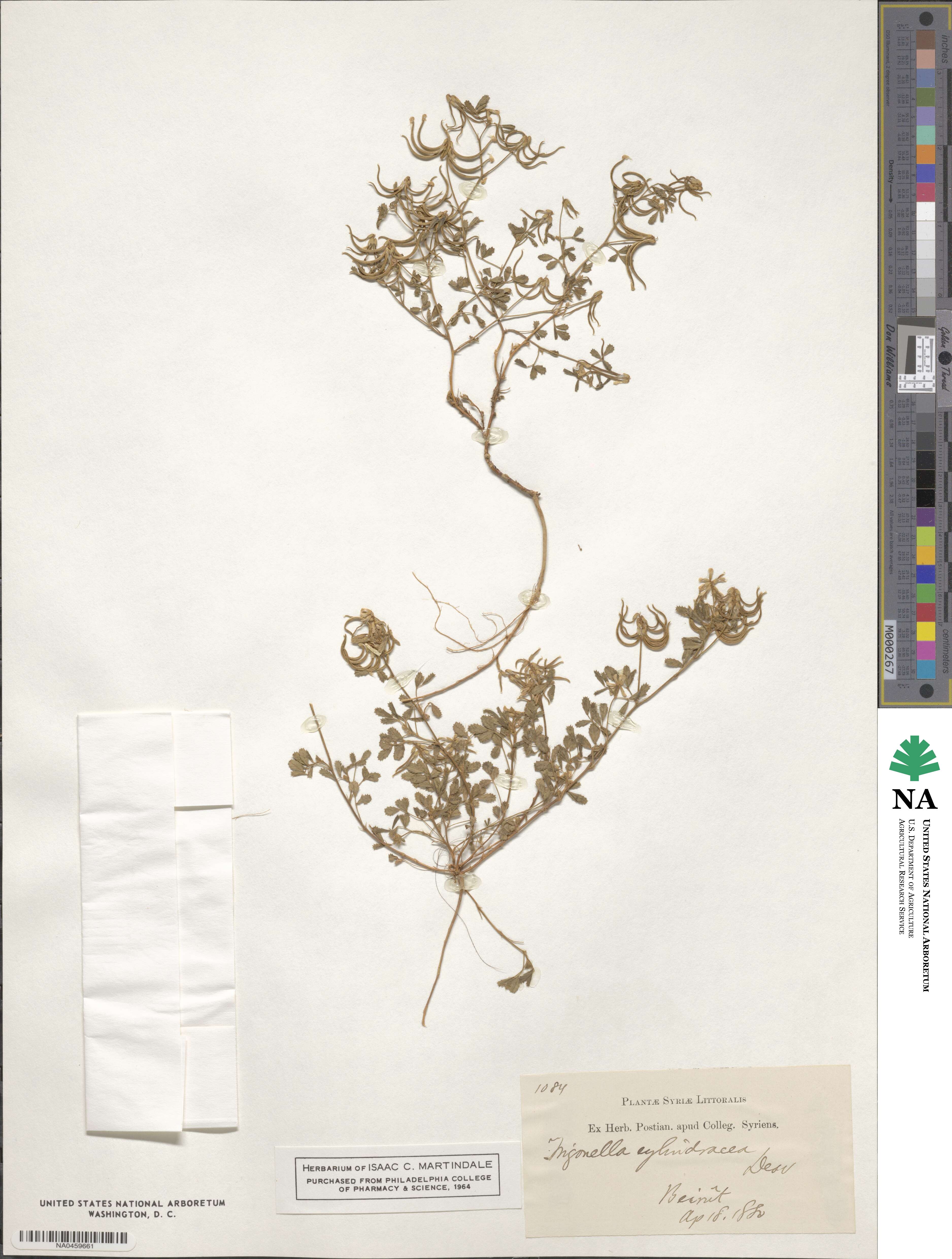Trigonella cylindracea image