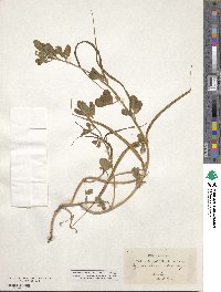 Trigonella foenum-graecum image