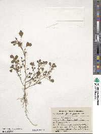 Trigonella foenum-graecum image