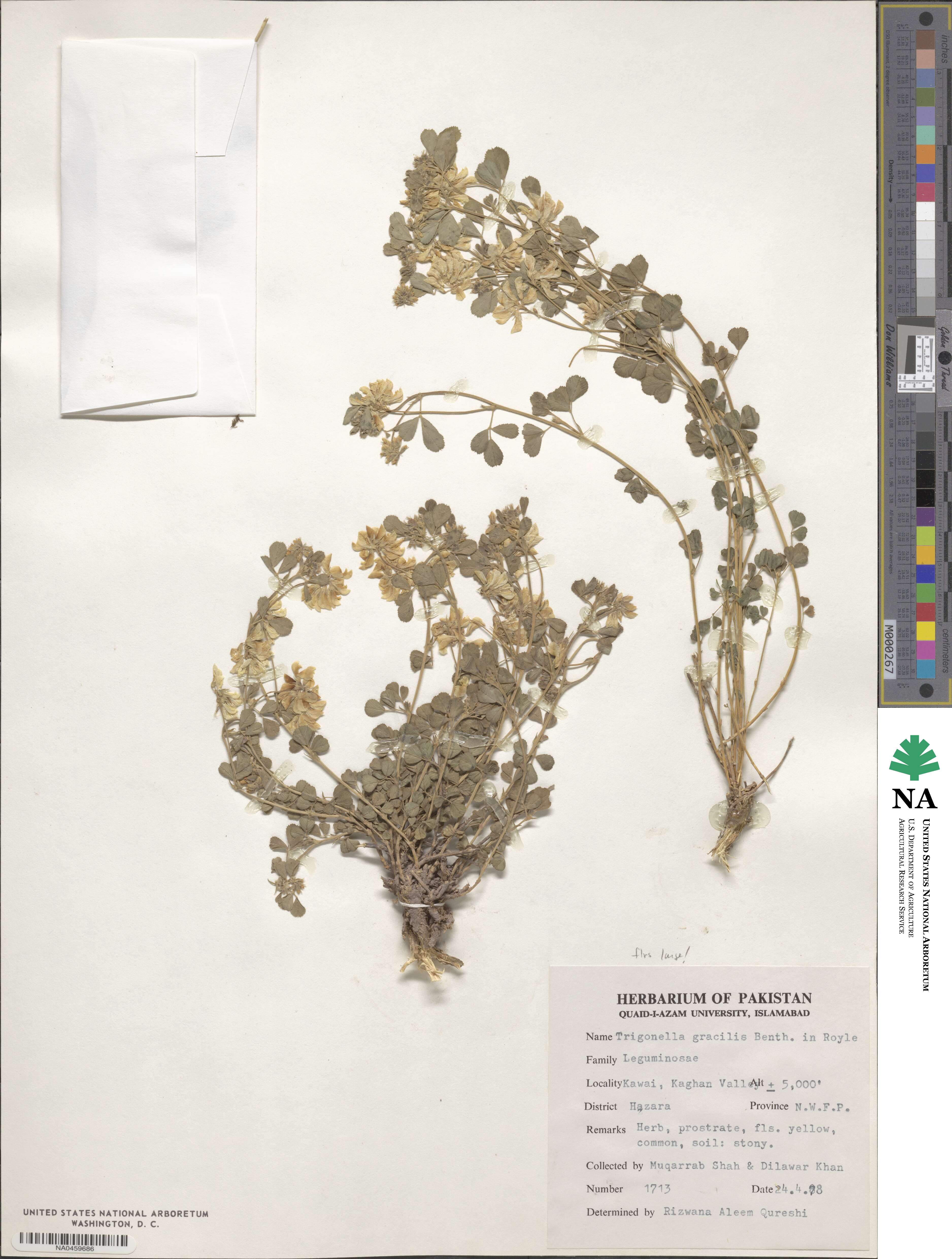 Trigonella gracilis image