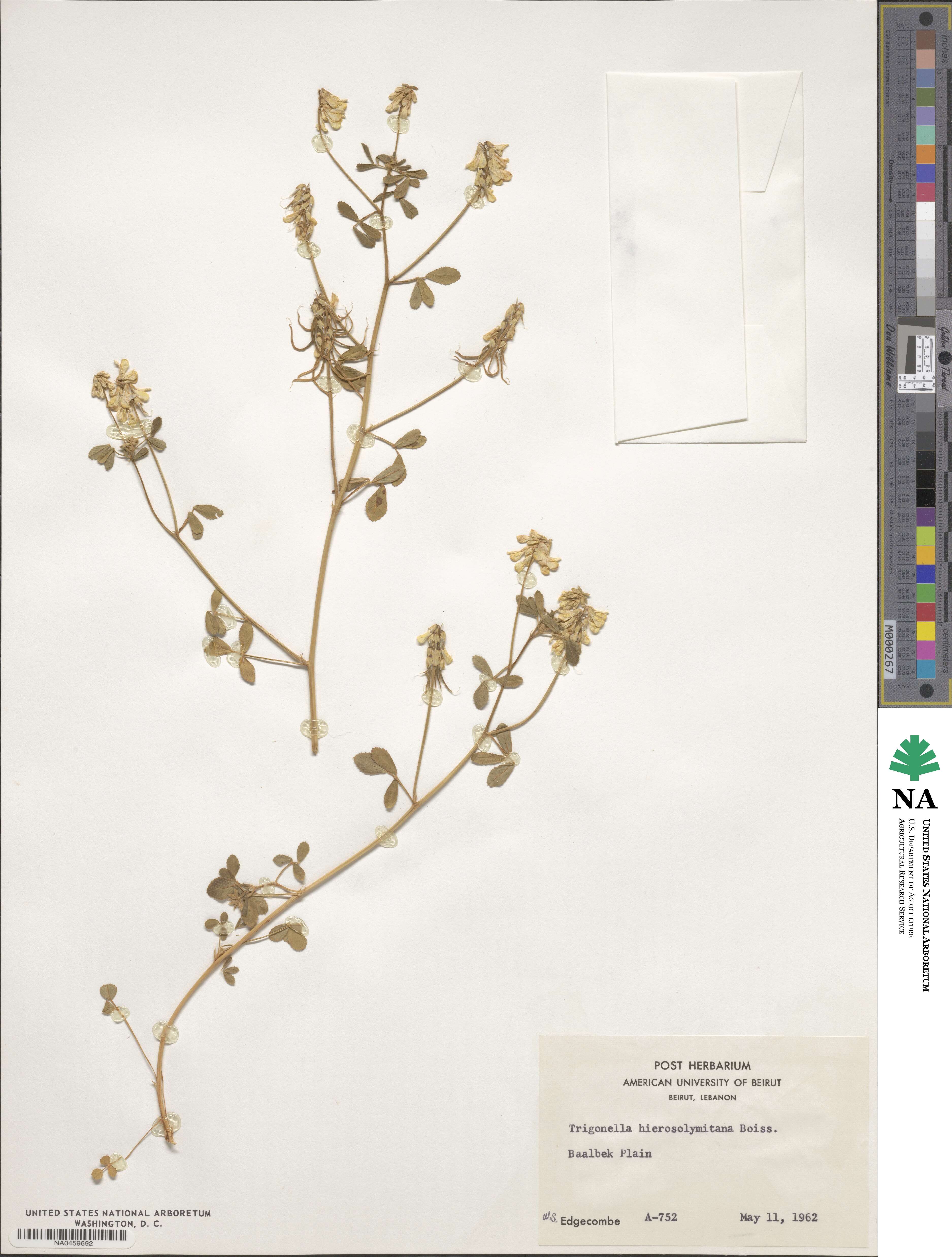 Trigonella hierosolymitana image