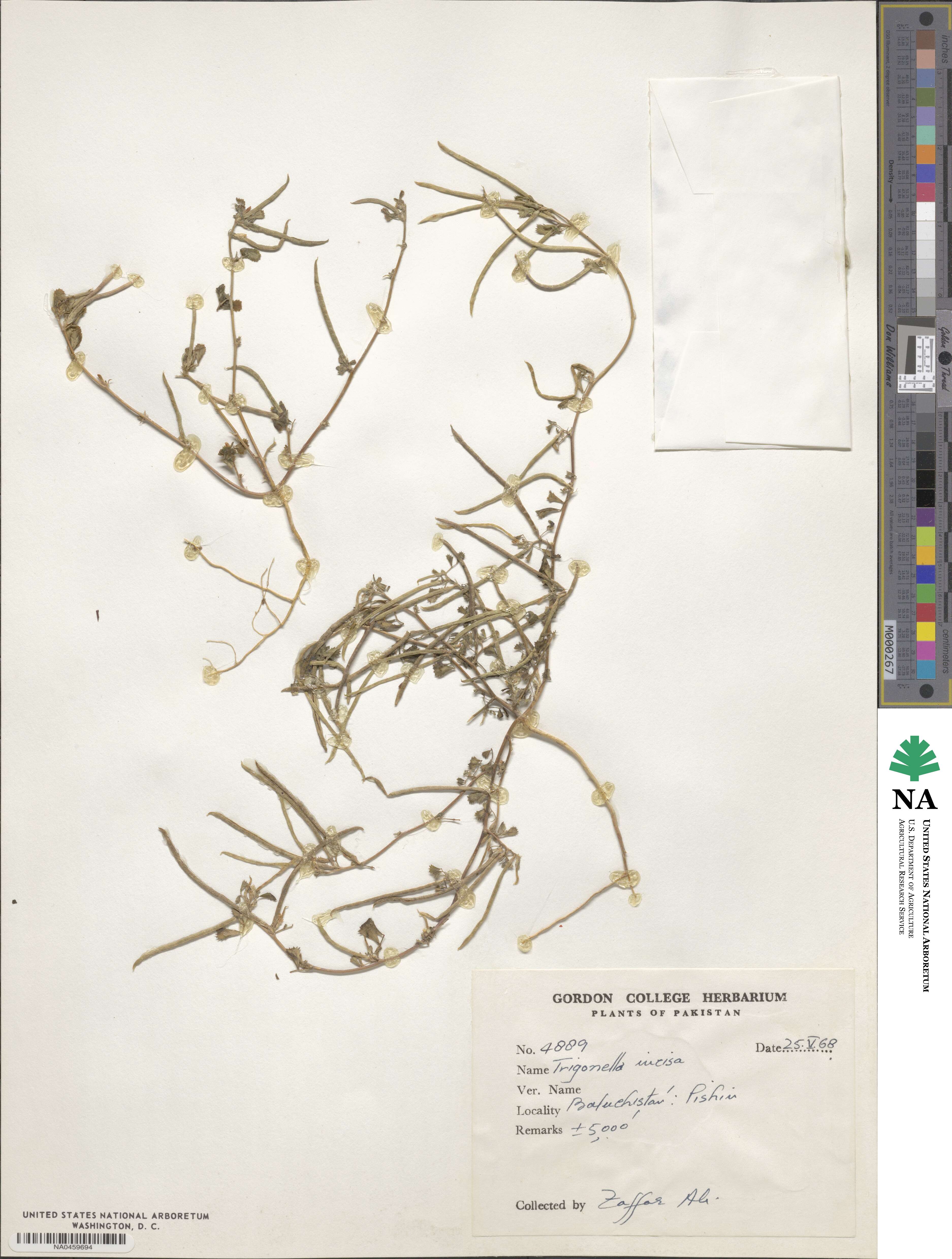 Trigonella incisa image