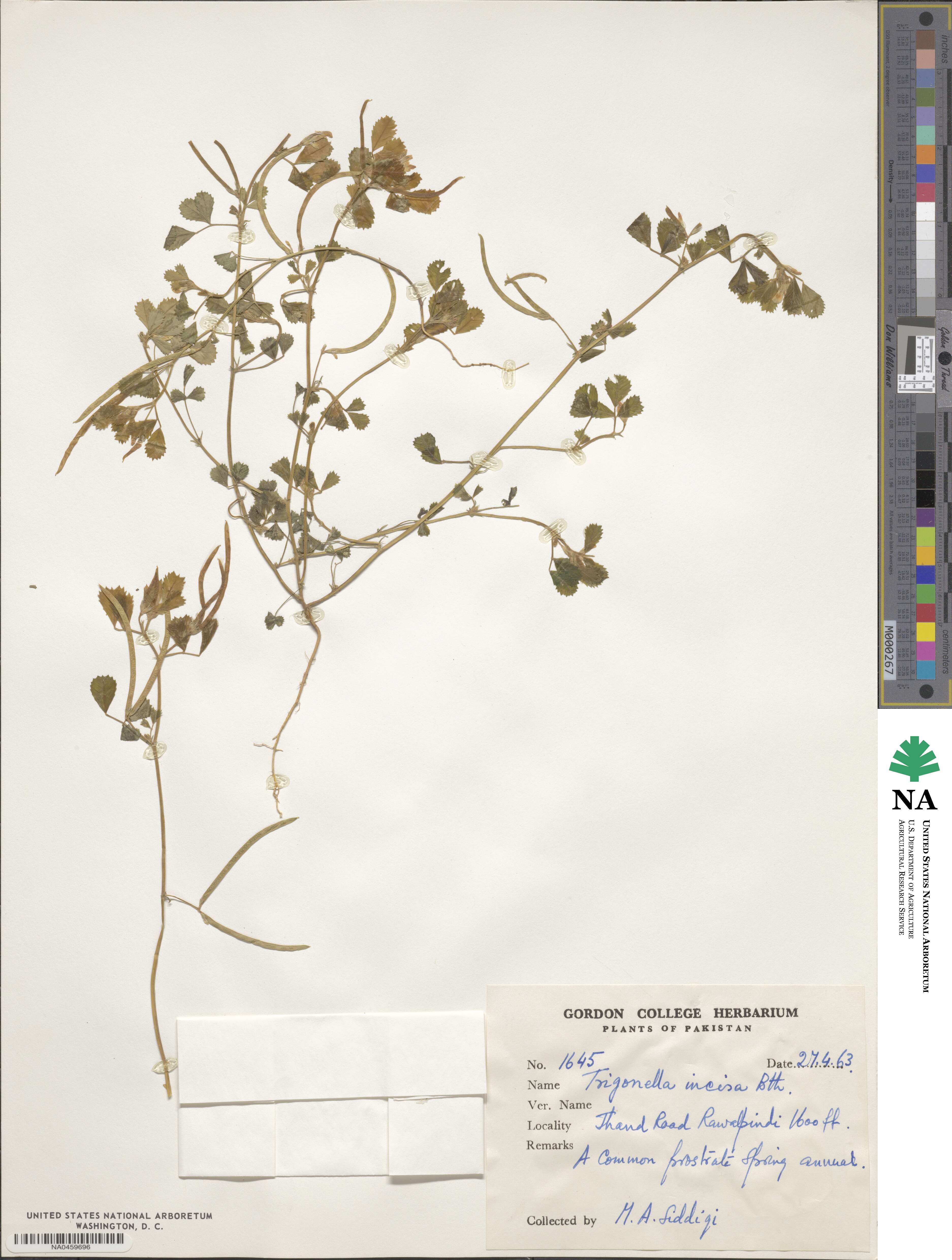 Trigonella incisa image