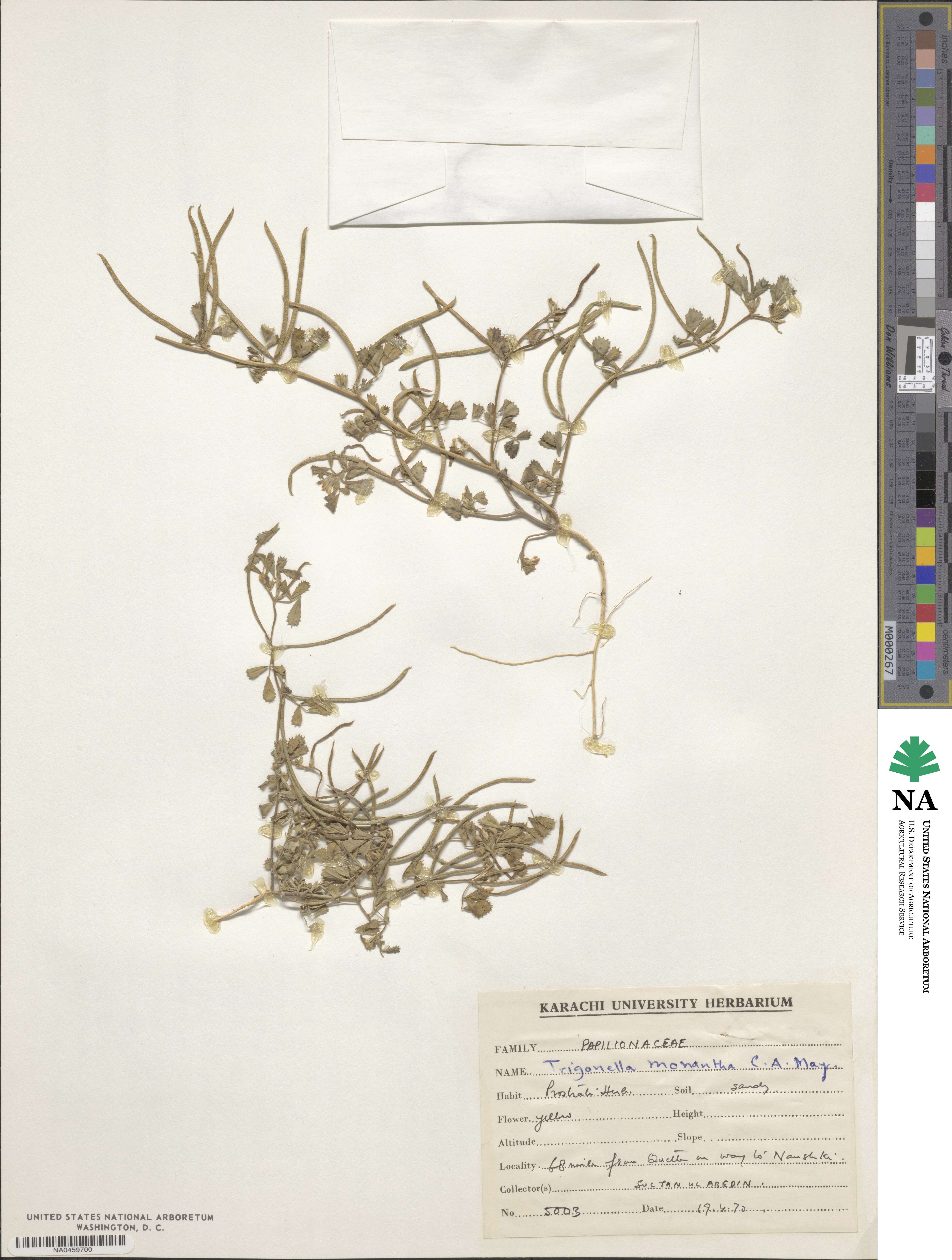 Medicago monantha image