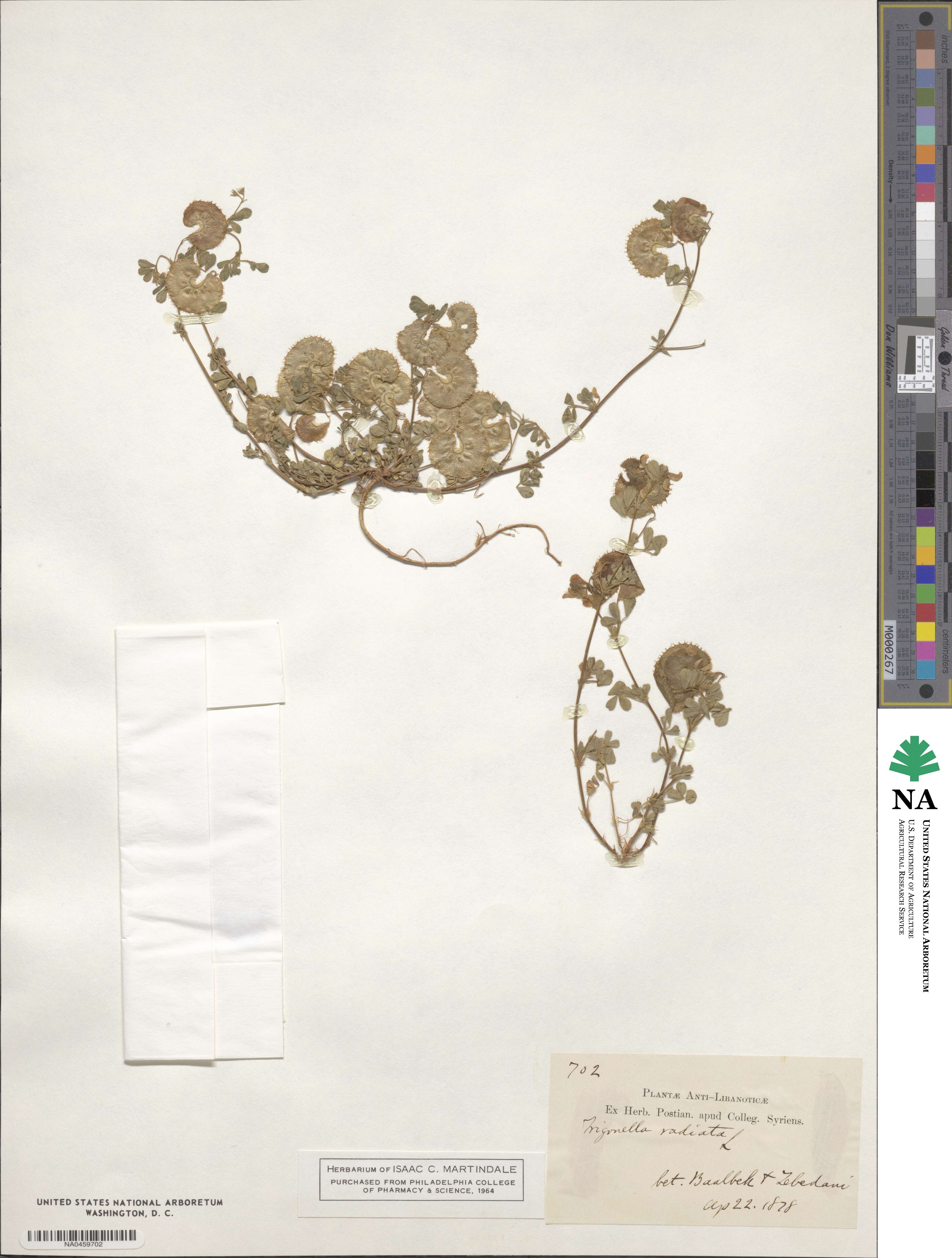 Medicago radiata image
