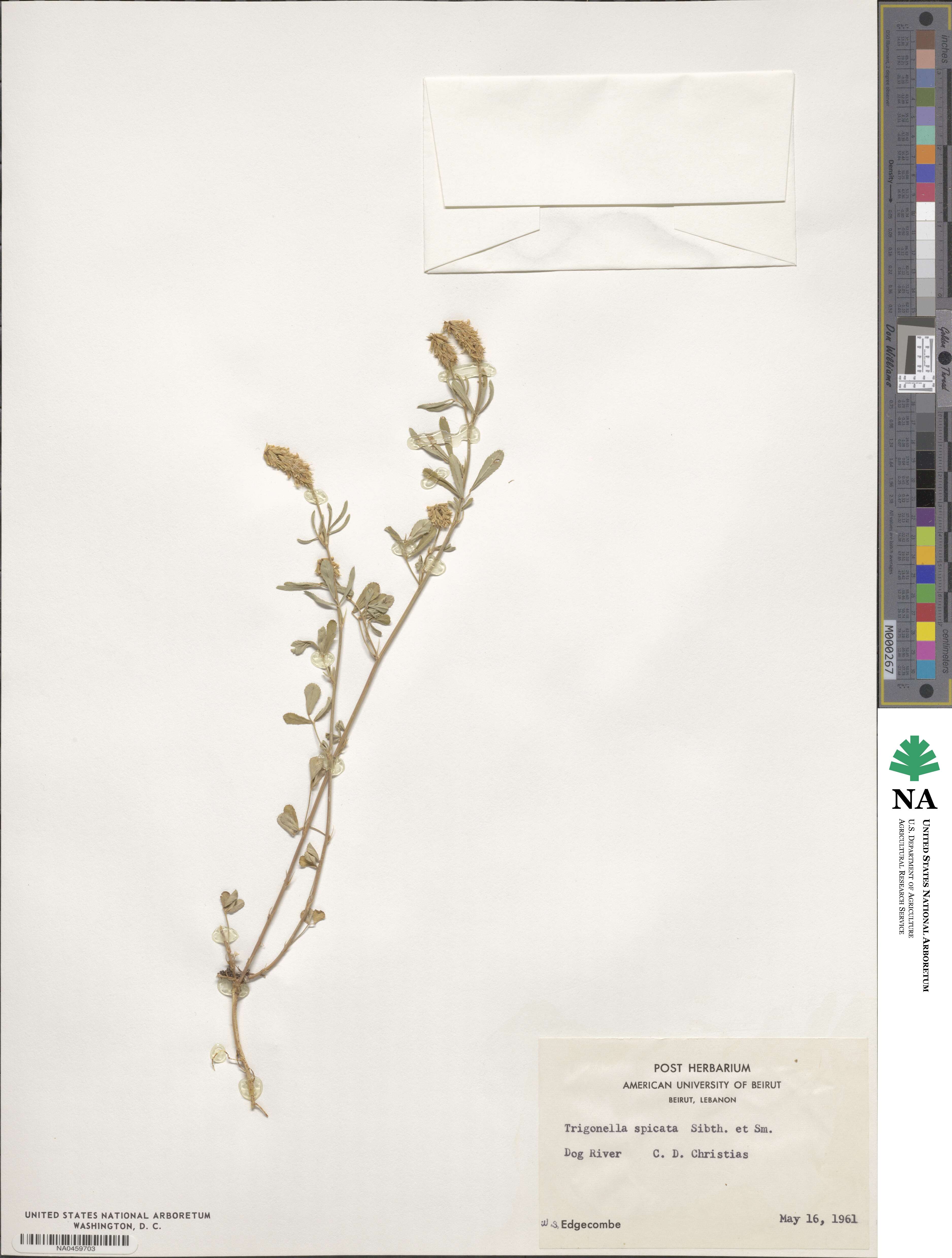 Trigonella spicata image