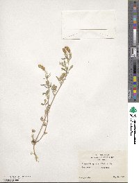 Trigonella spicata image