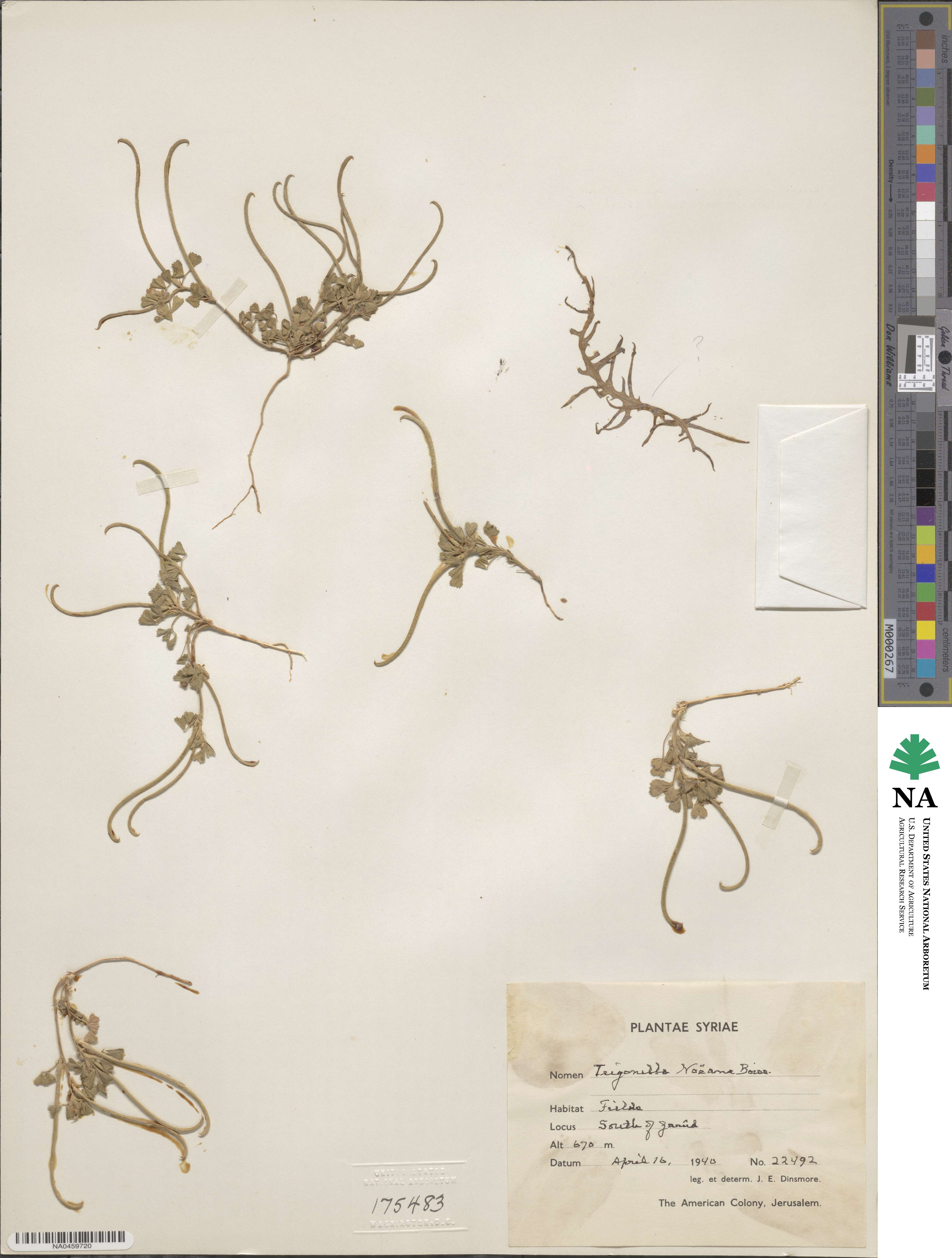 Medicago monantha image