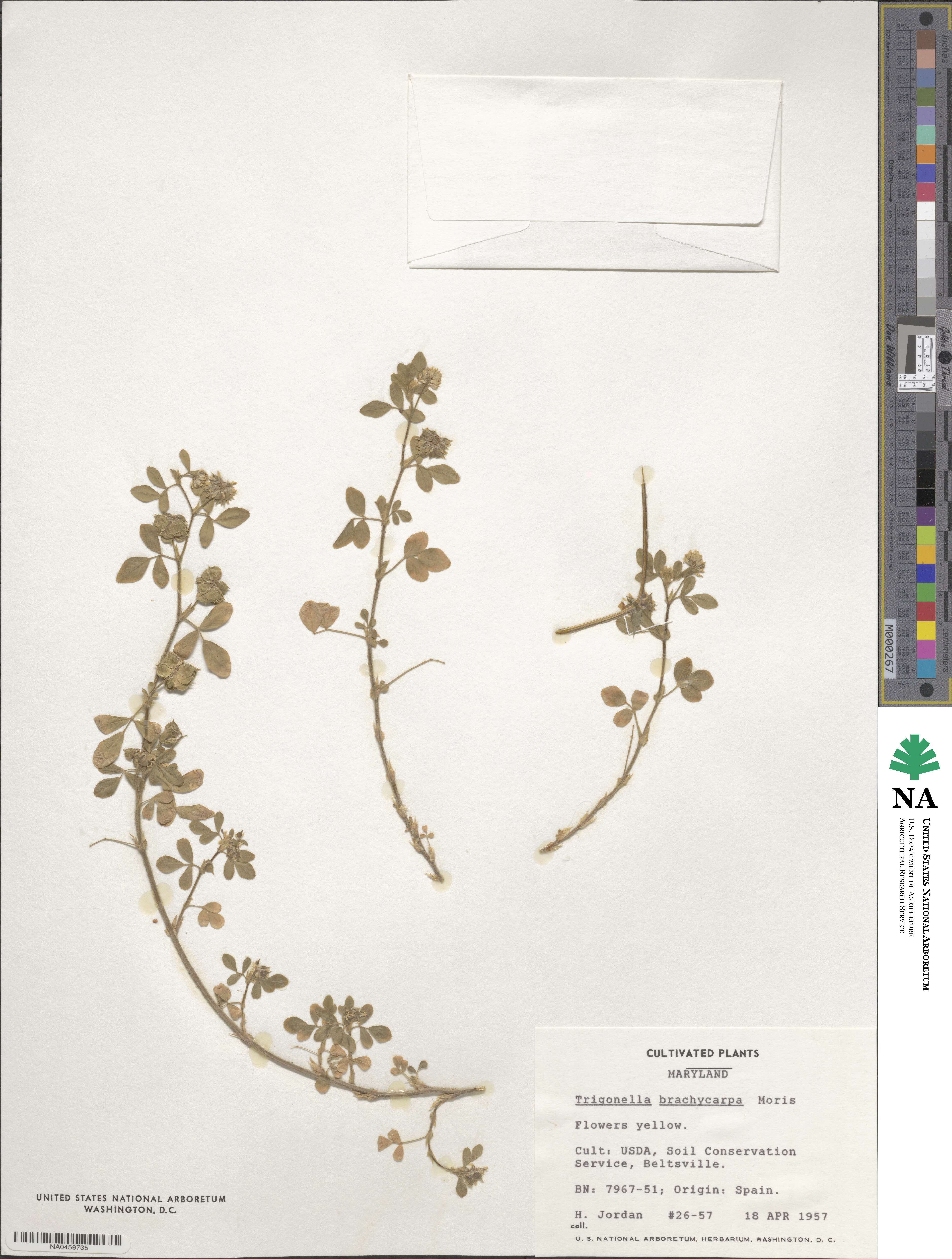 Medicago brachycarpa image