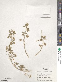 Medicago brachycarpa image