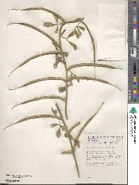 Trigonella foenum-graecum image