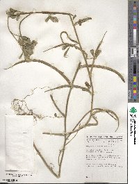 Trigonella foenum-graecum image