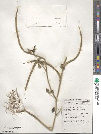 Trigonella foenum-graecum image