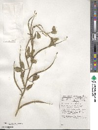 Trigonella foenum-graecum image