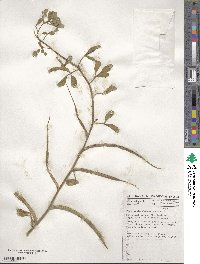 Trigonella foenum-graecum image