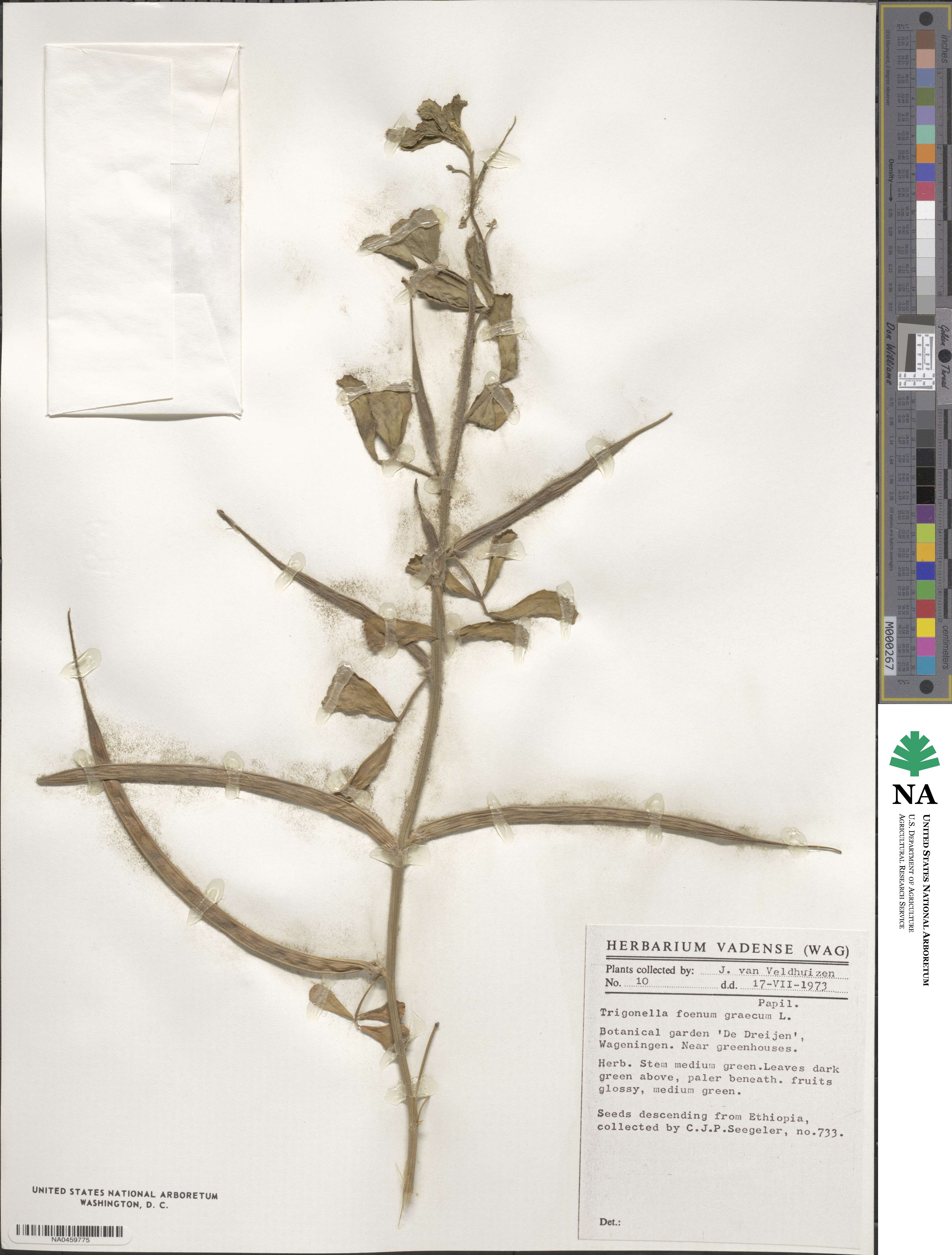 Trigonella foenum-graecum image