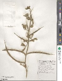 Trigonella foenum-graecum image