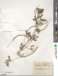 Trigonella foenum-graecum image