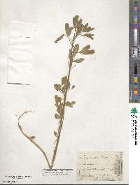 Trigonella foenum-graecum image