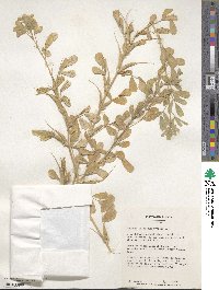 Trigonella foenum-graecum image