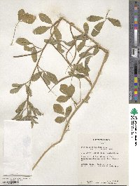 Trigonella foenum-graecum image