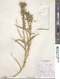 Trigonella foenum-graecum image