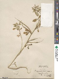 Trigonella foenum-graecum image