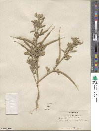 Trigonella foenum-graecum image