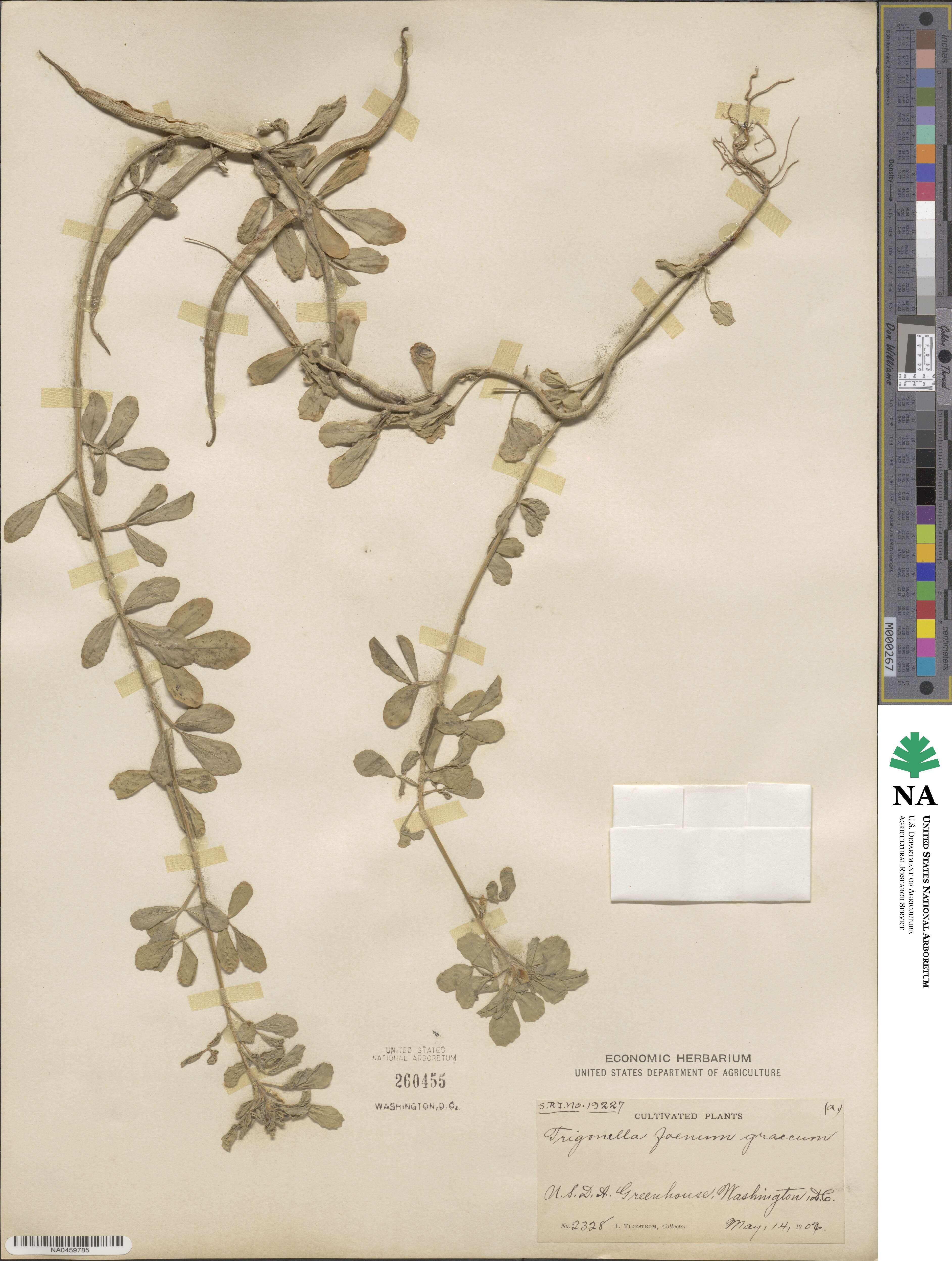 Trigonella foenum-graecum image