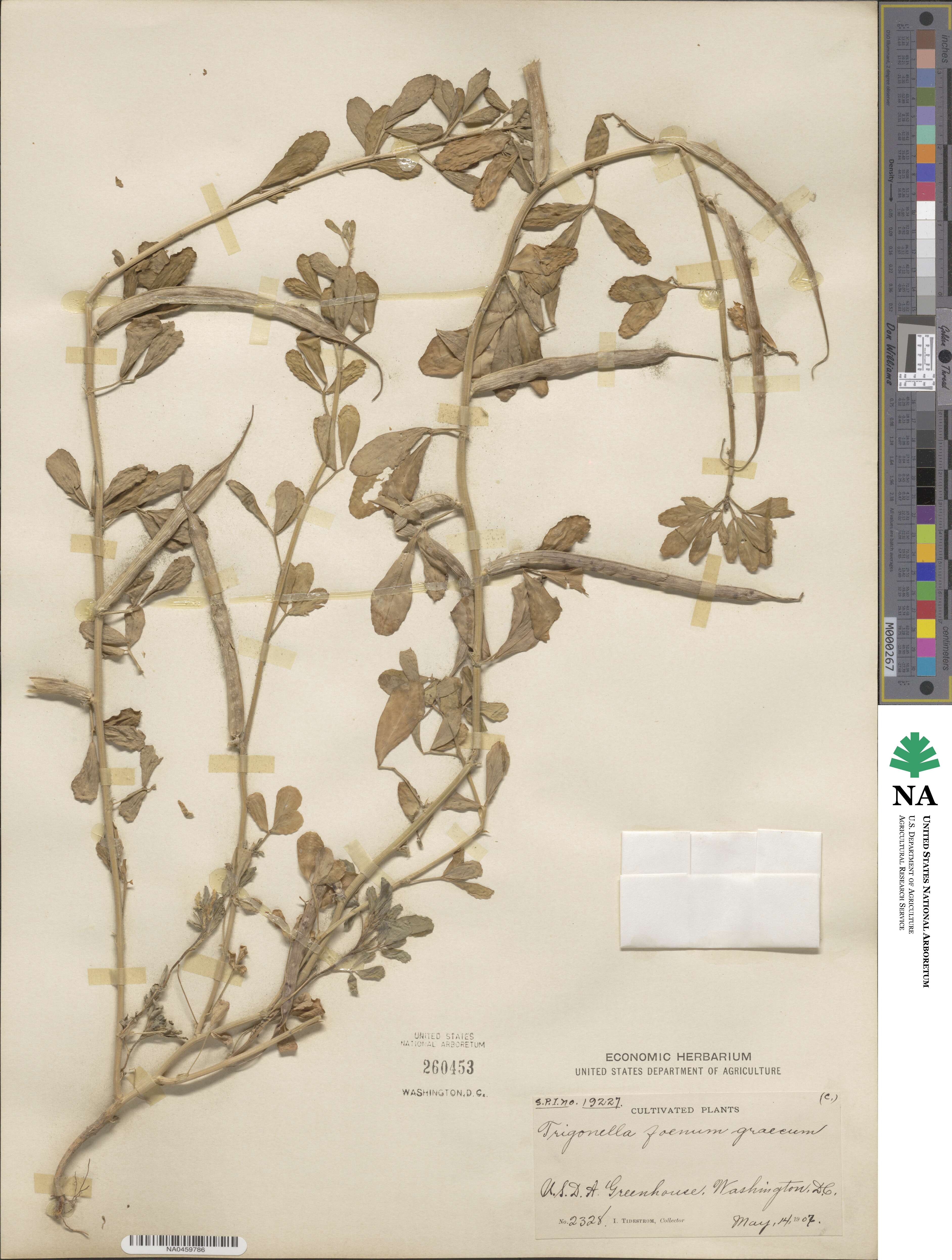 Trigonella foenum-graecum image
