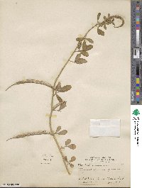 Trigonella foenum-graecum image