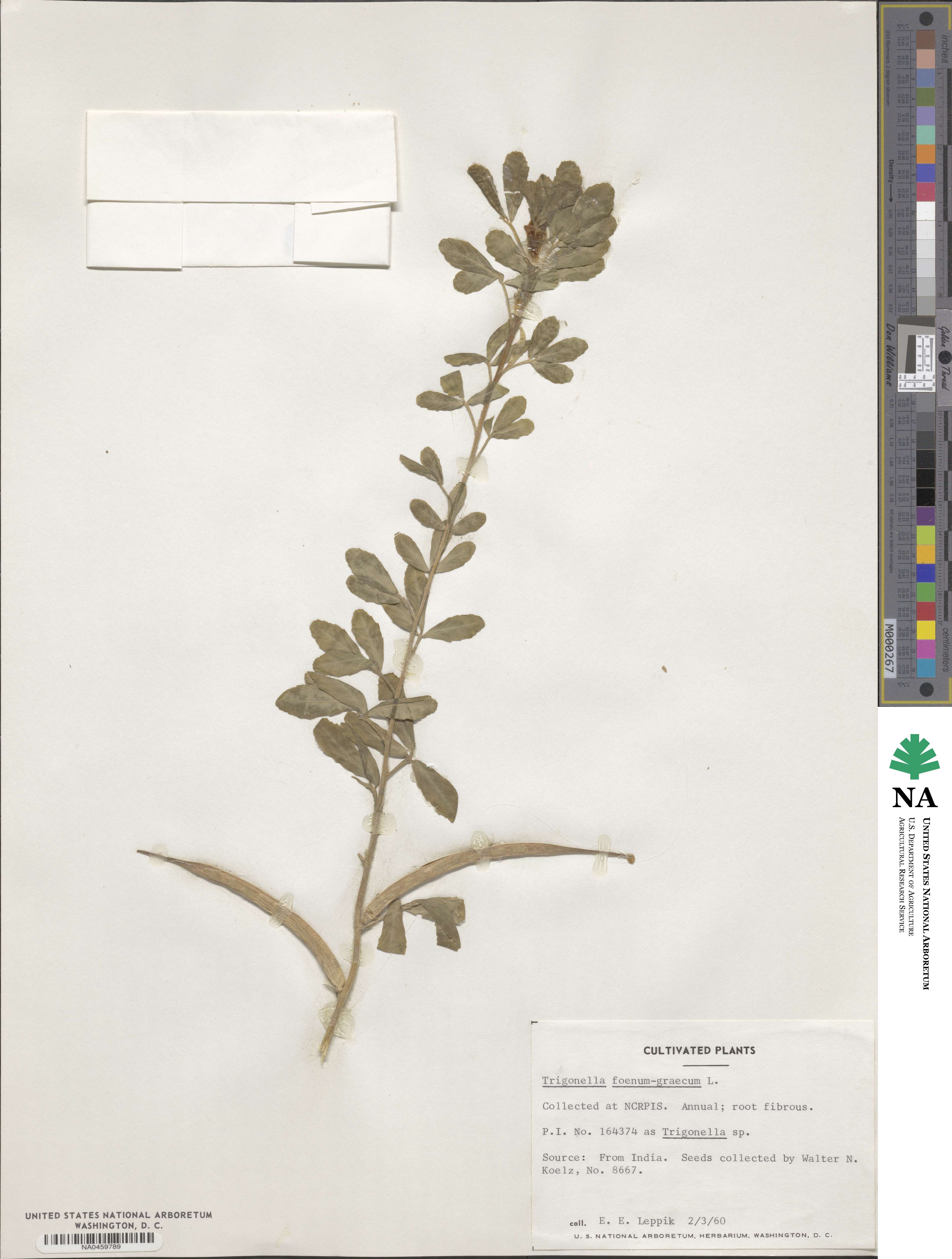 Trigonella foenum-graecum image