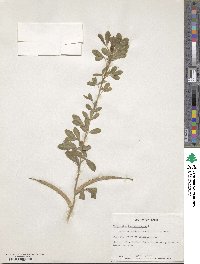 Trigonella foenum-graecum image