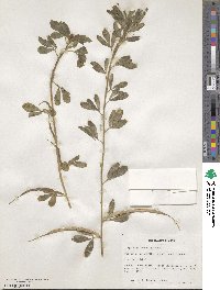 Trigonella foenum-graecum image