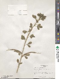 Trigonella foenum-graecum image