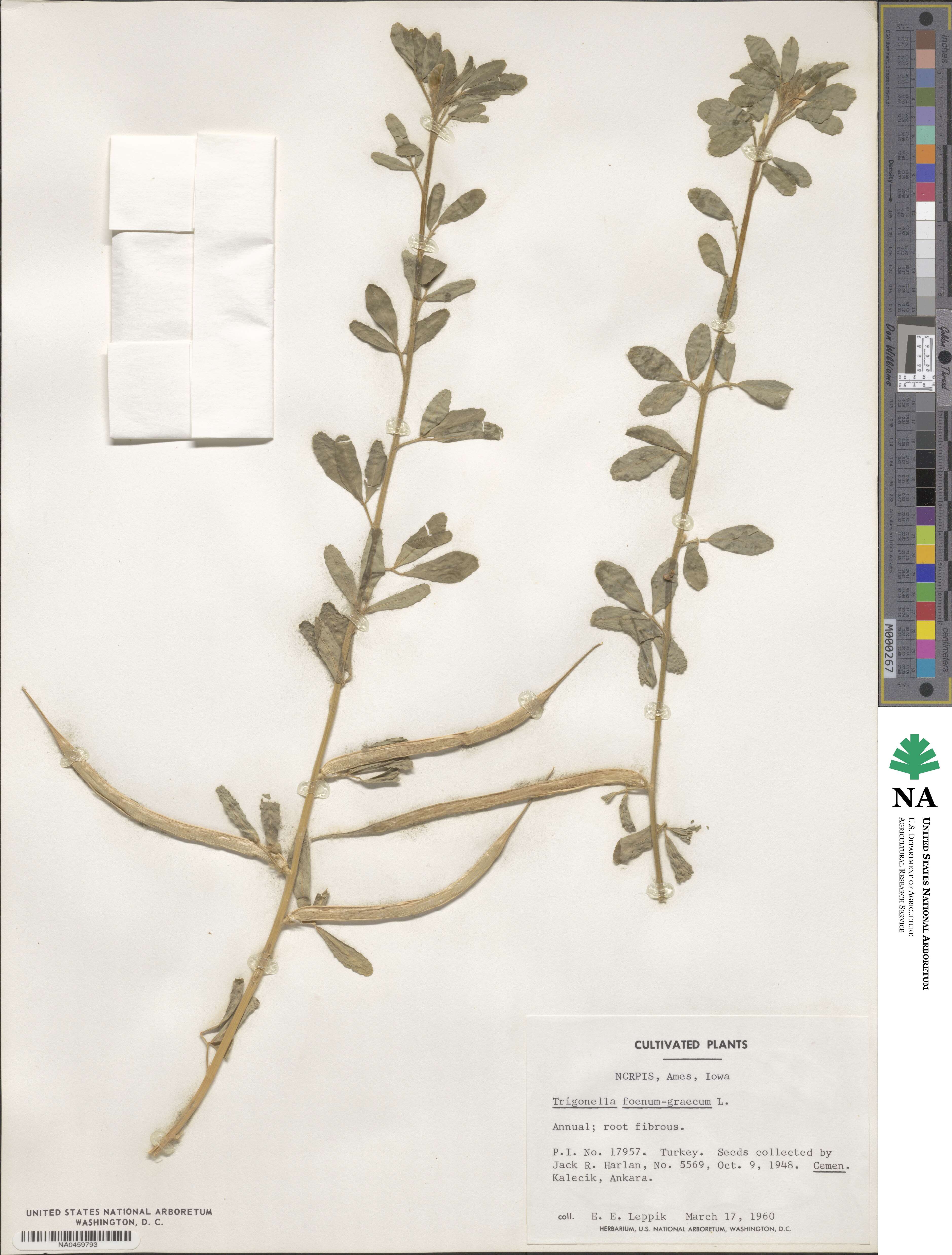 Trigonella foenum-graecum image