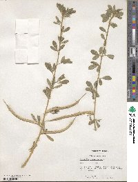 Trigonella foenum-graecum image