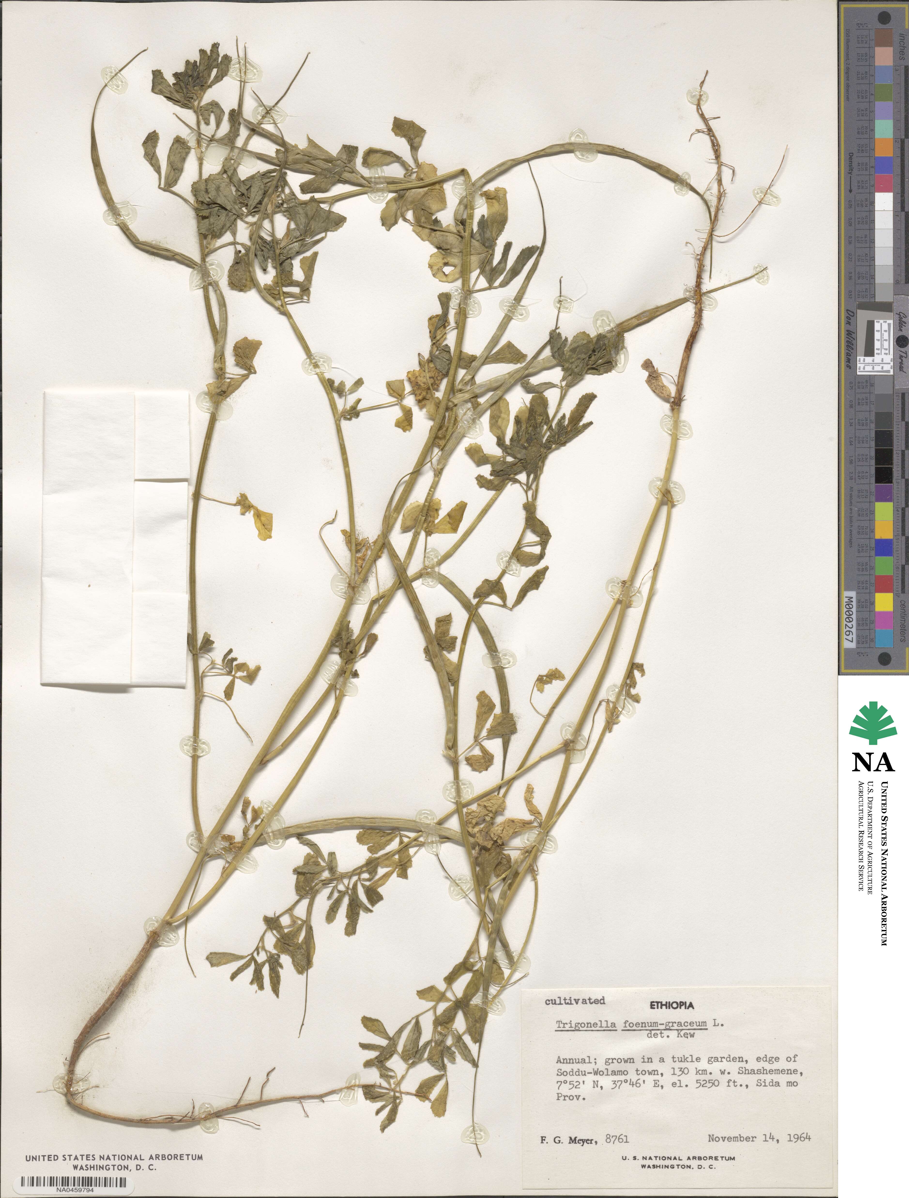 Trigonella foenum-graecum image