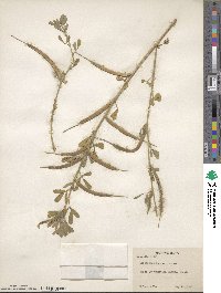 Trigonella foenum-graecum image