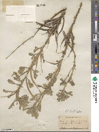 Trigonella foenum-graecum image