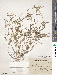 Medicago monantha image