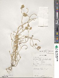 Medicago monantha image